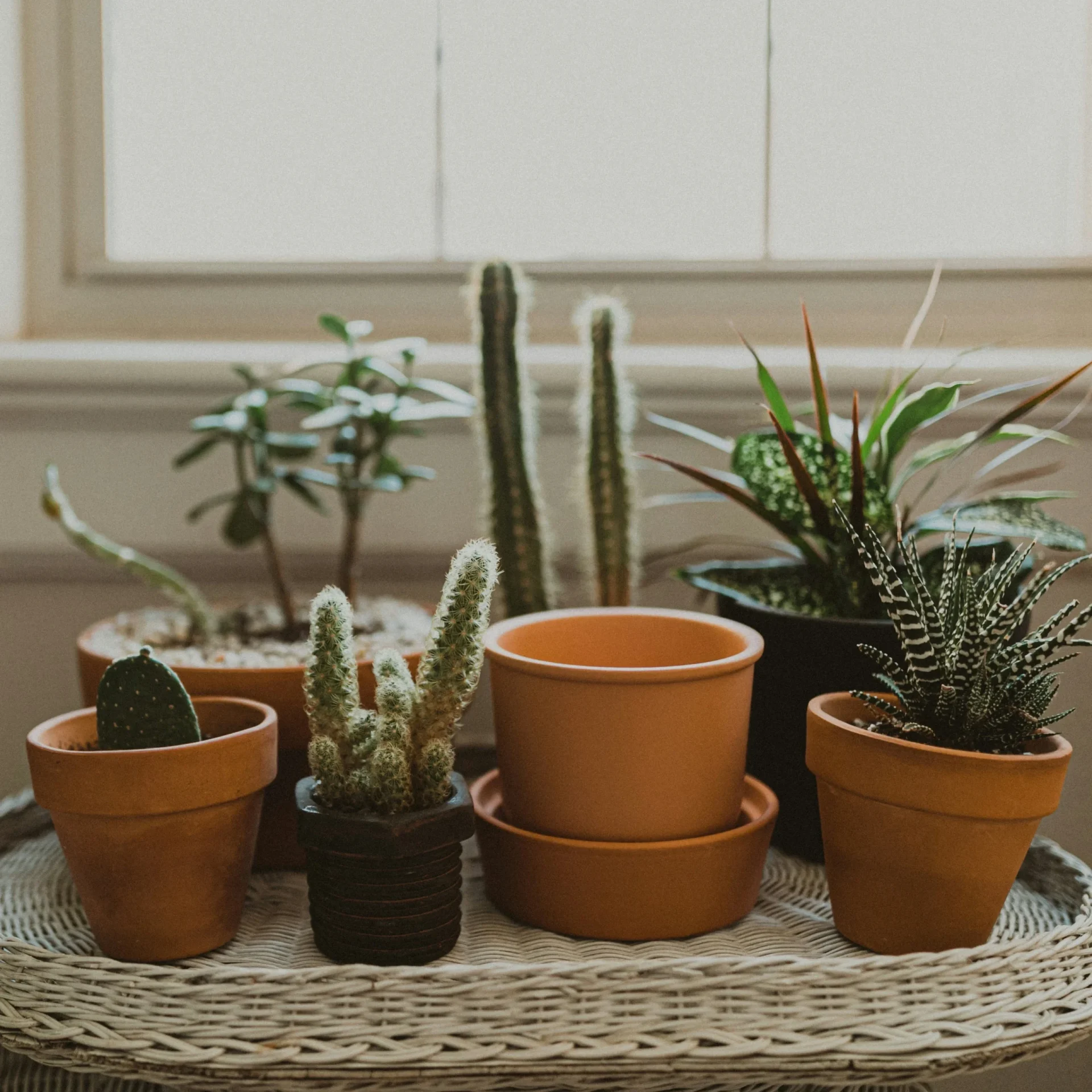YuDecor Potted Plants Collection